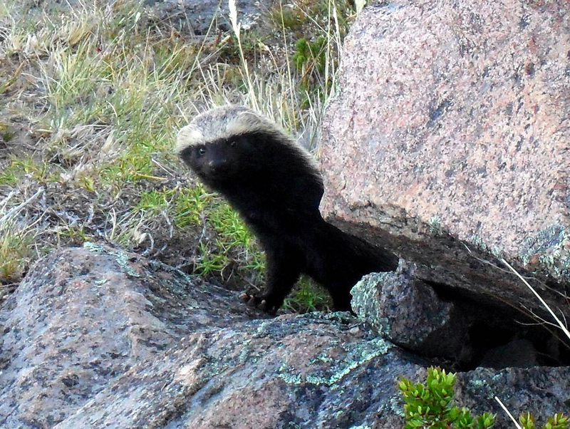 Illustration for article titled Monday Mustelid - Lyncodon patagonicus Edition